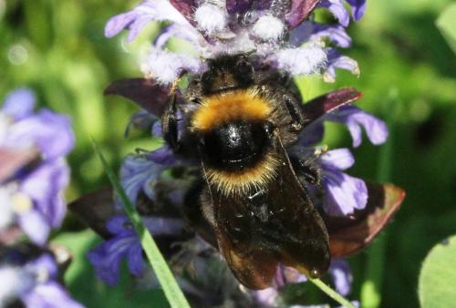 Bombus barbutellus